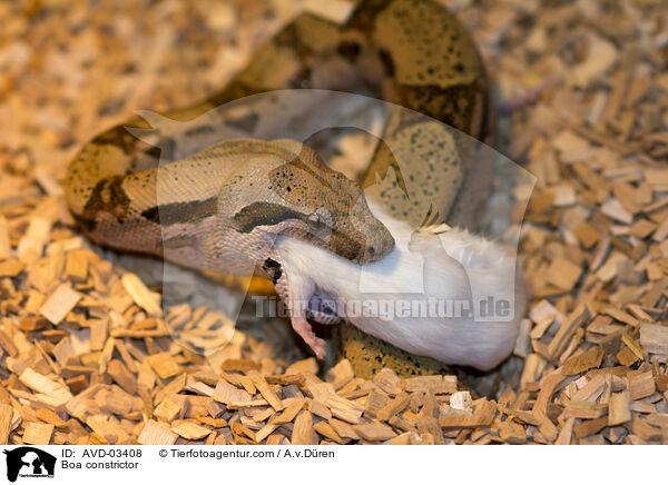 Boa constrictor / AVD-03408