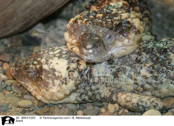 Tannenzapfenechse / lizard / BM-01240