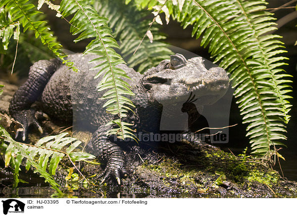 caiman / HJ-03395
