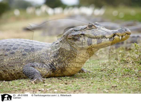 Caiman / JR-01688