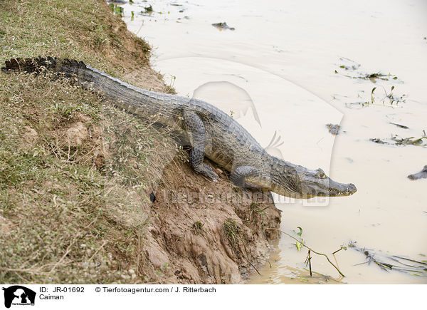 Caiman / JR-01692