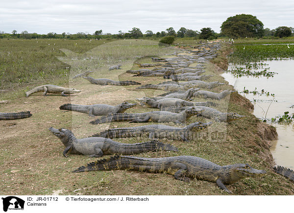 Caimans / JR-01712