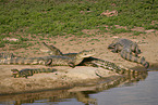 Brown Caimans