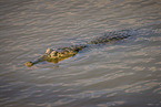 Brown Caiman