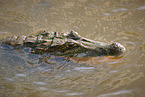 Brown Caiman