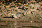 Brown Caiman