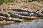 Brown Caimans