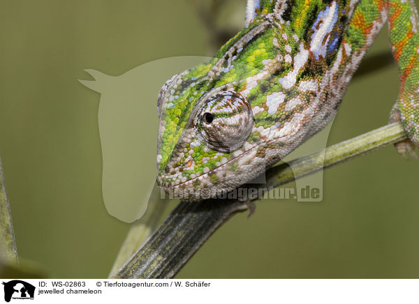 Teppichchamleon / jewelled chameleon / WS-02863