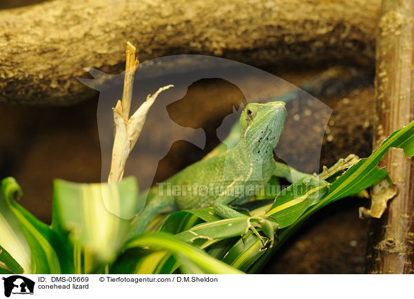 conehead lizard / DMS-05669