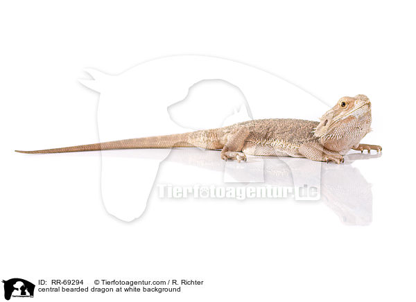 central bearded dragon at white background / RR-69294