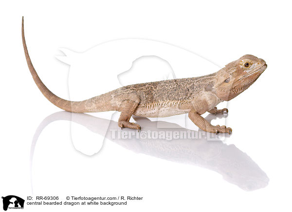 Streifenkpfige Bartagame auf weiem Hintergrund / central bearded dragon at white background / RR-69306