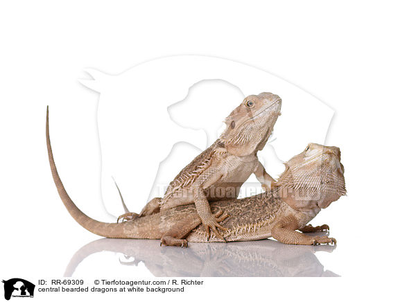 Streifenkpfige Bartagamen auf weiem Hintergrund / central bearded dragons at white background / RR-69309