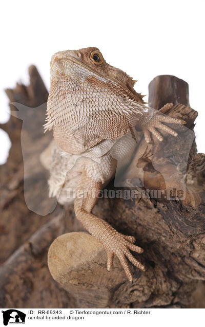 central bearded dragon / RR-69343