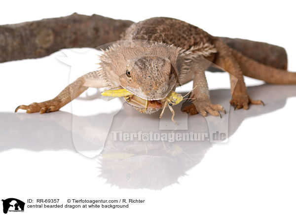 Streifenkpfige Bartagame auf weiem Hintergrund / central bearded dragon at white background / RR-69357