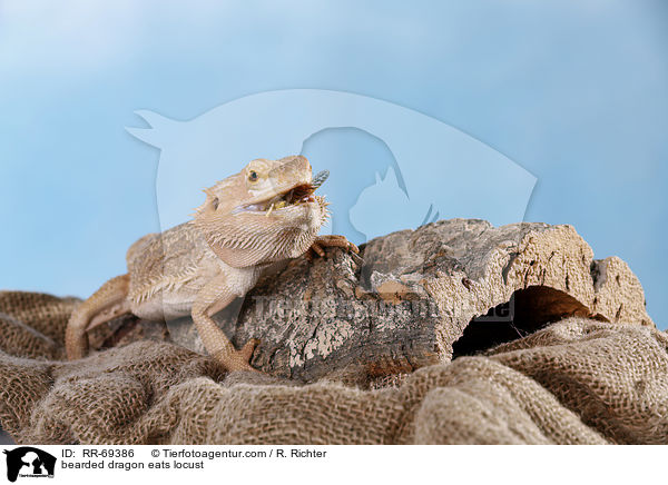 bearded dragon eats locust / RR-69386