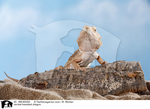 central bearded dragon / RR-69393