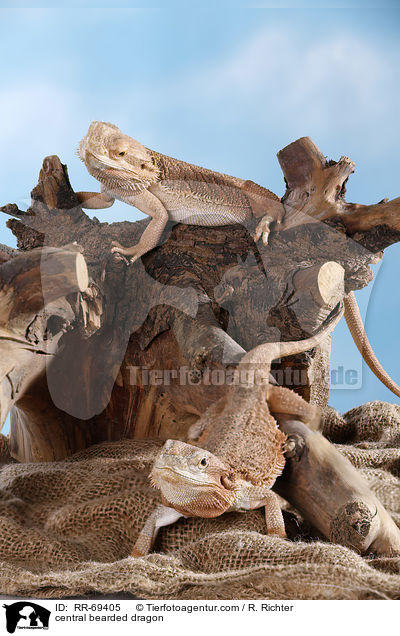 central bearded dragon / RR-69405