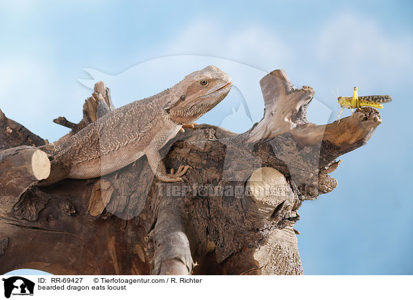 bearded dragon eats locust / RR-69427