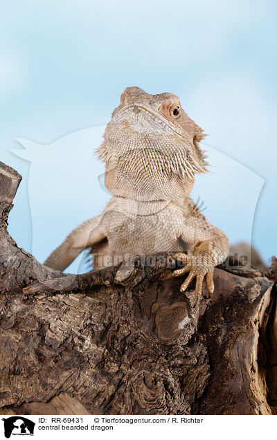 central bearded dragon / RR-69431