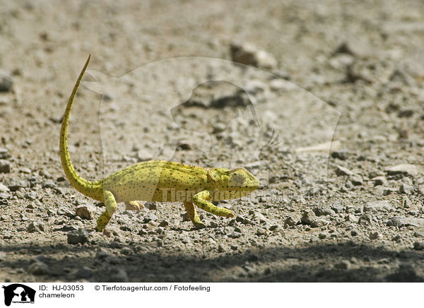 chameleon / HJ-03053