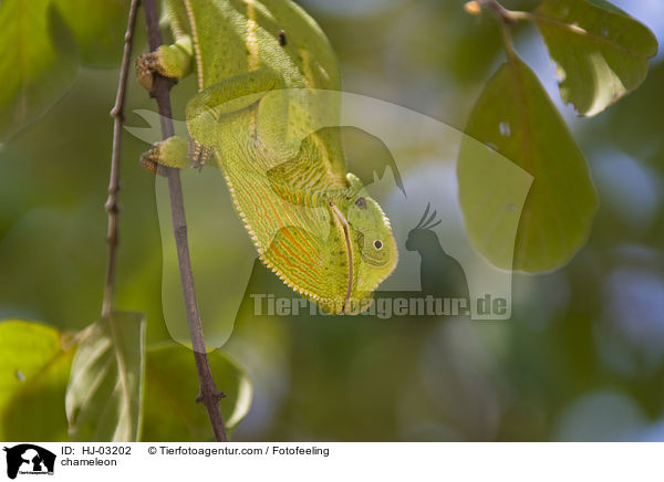 chameleon / HJ-03202