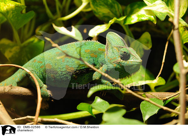 Chamleon / chameleon / DMS-02586