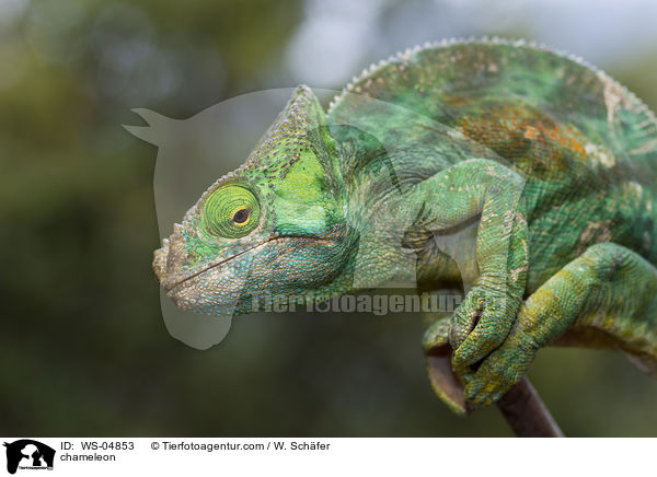 Chamleon / chameleon / WS-04853