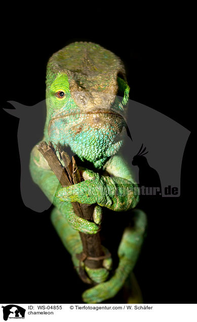 Chamleon / chameleon / WS-04855