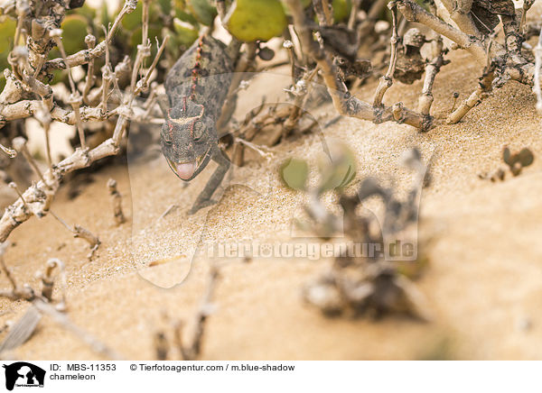 Chamleon / chameleon / MBS-11353