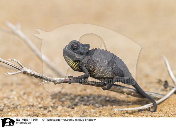 Chamleon / chameleon / MBS-11366