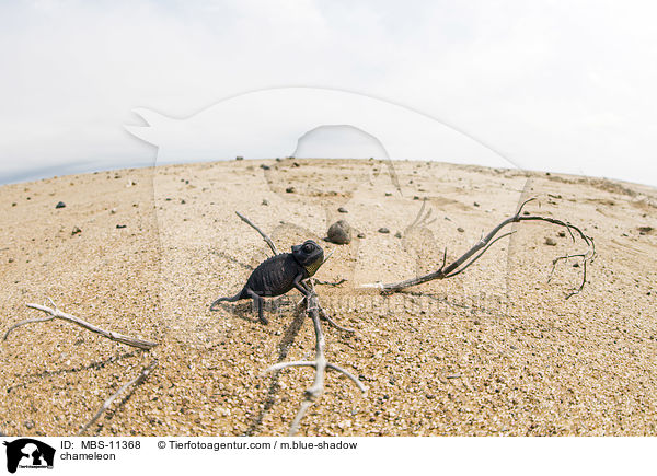 Chamleon / chameleon / MBS-11368