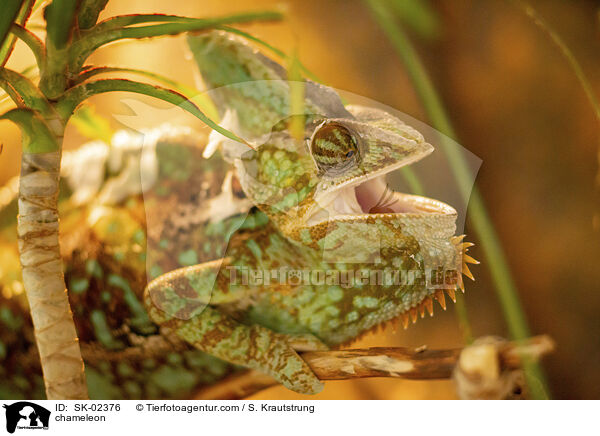 Chamleon / chameleon / SK-02376