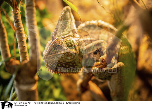 chameleon / SK-02379