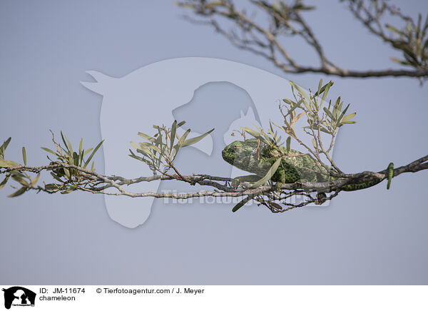 Chamleon / chameleon / JM-11674