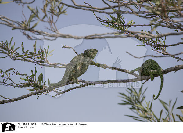 Chamleons / chameleons / JM-11679