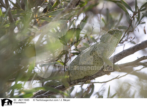 Chamleon / chameleon / JM-11685