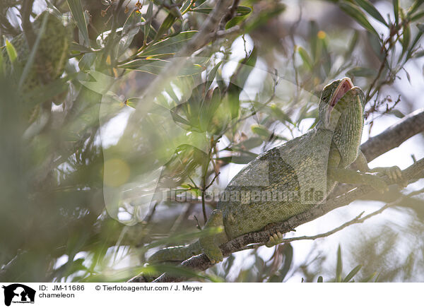 chameleon / JM-11686