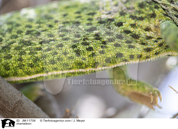 Chamleon / chameleon / JM-11708