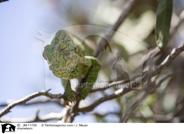 Chamleon / chameleon / JM-11726