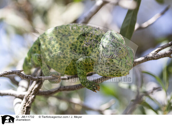 chameleon / JM-11732