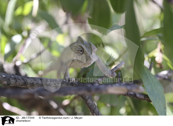 Chamleon / chameleon / JM-17544