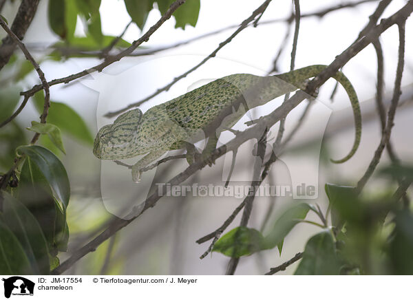Chamäleon / chameleon / JM-17554