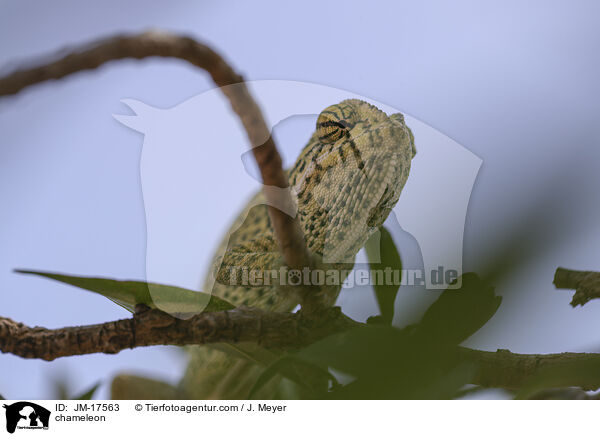 chameleon / JM-17563