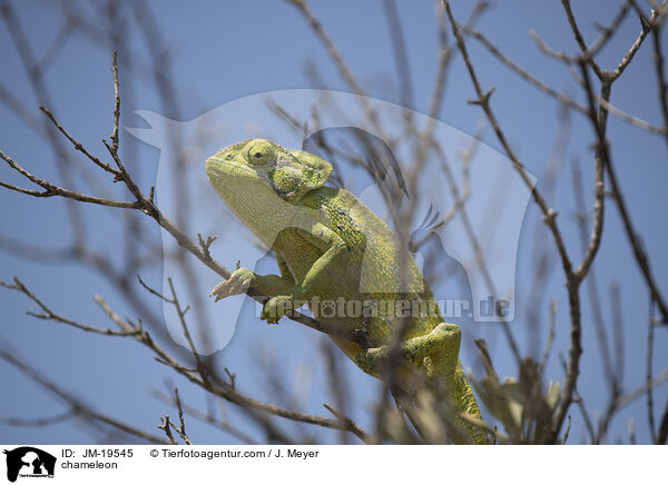 Chamleon / chameleon / JM-19545