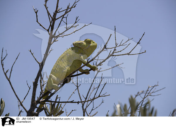 Chamleon / chameleon / JM-19547