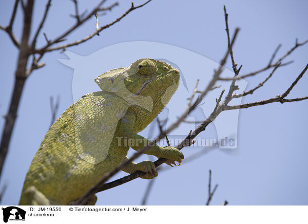 Chamleon / chameleon / JM-19550