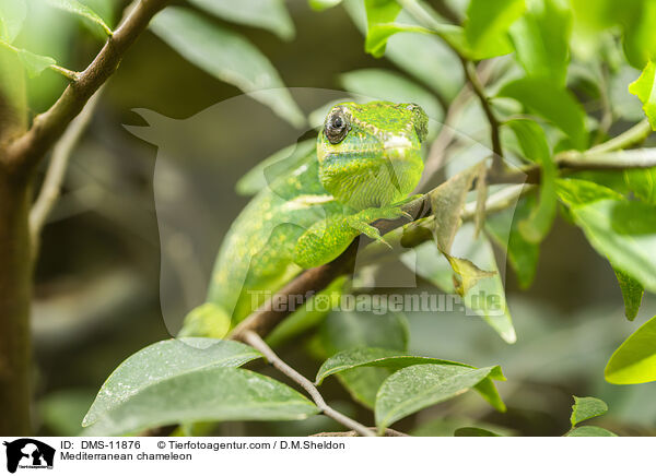 Gewhnliches Chamleon / Mediterranean chameleon / DMS-11876