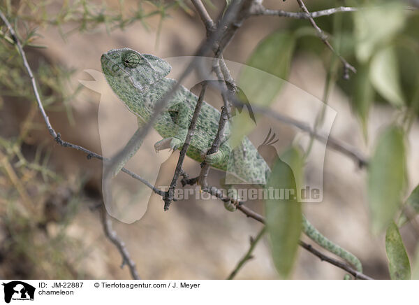 Chamleon / chameleon / JM-22887