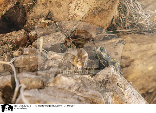 Chamleon / chameleon / JM-22935