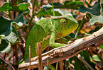 chameleon